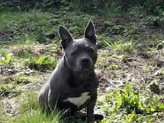 Lucy - een van de bulldogs die door de stichting is ondersteund