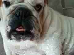 Matcha - een van de bulldogs die door de stichting is ondersteund