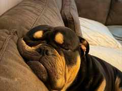 Scott - een van de bulldogs die door de stichting is ondersteund