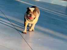 Vito - een van de bulldogs die door de stichting is ondersteund