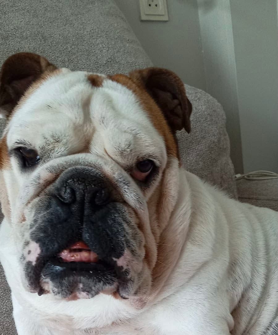 Update over Matcha – op 15 mei staat haar operatie gepland 💛🐾