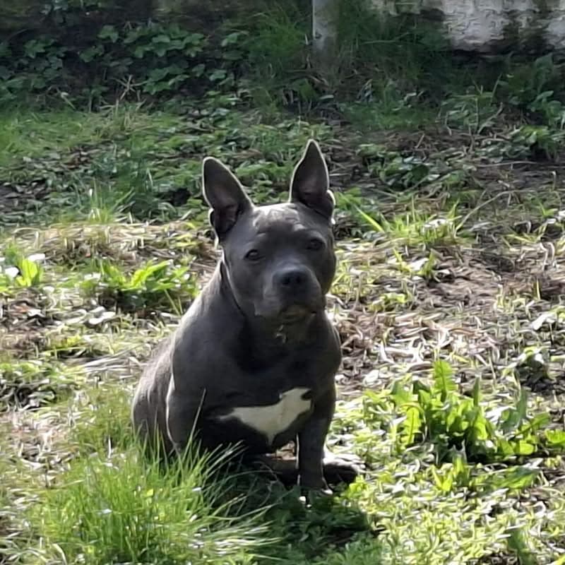 Update over Lucy – van vechten naar genieten 💛🐾