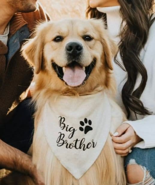 Stella's Pupcakes - voorbeeld van het werk
